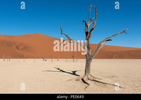Silhouette portrait of dead tree in deadvlei, Sossusvlei, Namib Naukluft National Park Namibia Stock Photo