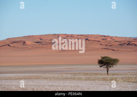 Lone tree in sand dune desert and soft grass landscape, Namibia Stock Photo