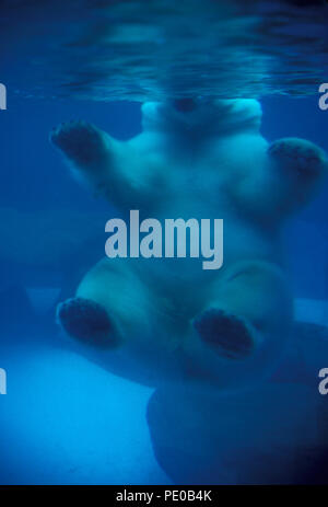 NOT 883366 POLAR BEAR Ursus maritimus underwater Stock Photo