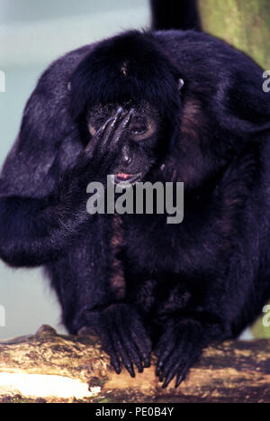 Ateles paniscus, red-faced black spider monkey Stock Photo - Alamy