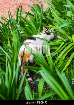 Stray calico cat sneaking around in the leaves Stock Photo