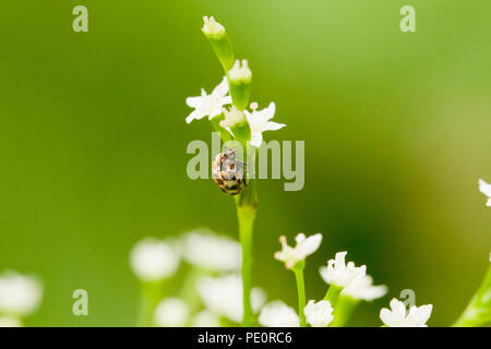Varied Carpet beetle (Anthrenus verbasci) - USA Stock Photo