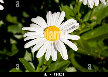 Common daisy, aka Oxeye daisy, Ox-eye daisy (Leucanthemum vulgare) - USA Stock Photo
