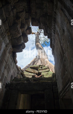 Big tree root combine with ancient stone balcony at Preah Khan the stone temple in Angkor the world heritage , Siem Reap , Cambodia Stock Photo