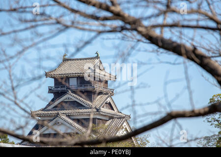 kumamoto castle in kyushu Japan, look through the dry cherry blossom branch in winter Stock Photo