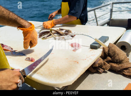Fisherman on ship deck cutting fish fillets overlooking ocean. Fisherman butcher on boat deck preparing fish on cutting board. Stock Photo