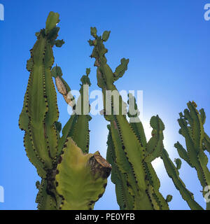 Low Angle View Of Cereus Peruvianus tree succulents over a blue sky. Column cactus succulent garden with copy space.