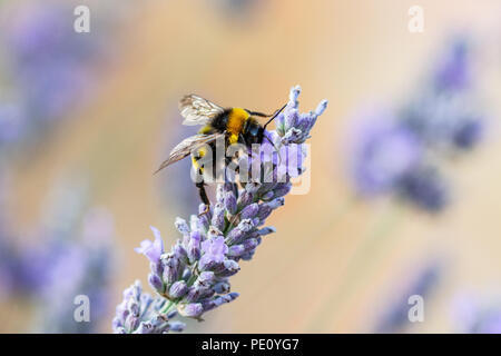 Bees Pollinating Lavender Stock Photo