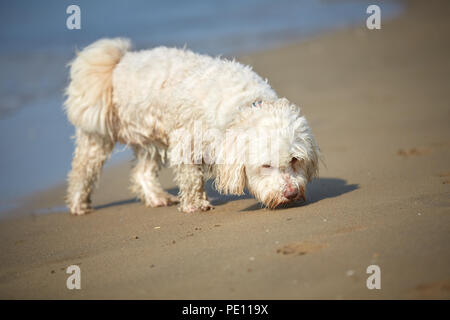 White havanese dog sniffing on the beach in Bibione, Italy Stock Photo