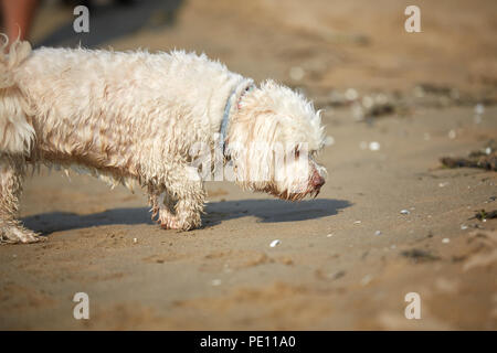 White havanese dog sniffing on the beach in Bibione, Italy Stock Photo