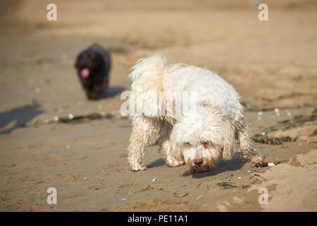 White havanese dog sniffing on the beach in Bibione, Italy Stock Photo