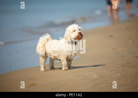 White havanese dog sniffing on the beach in Bibione, Italy Stock Photo