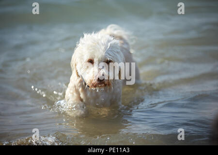 Do havanese sale swim