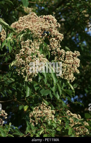 Tetradium daniellii, Bee Bee Tree, Korean Evodia, Blooming Tree, Summer ...