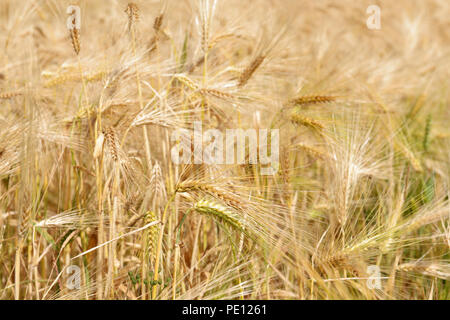 Wheat field with ripe spikes in sunny day close up Stock Photo