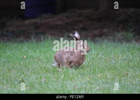 Brown hare in the Meadow in front of flowerbeds Stock Photo
