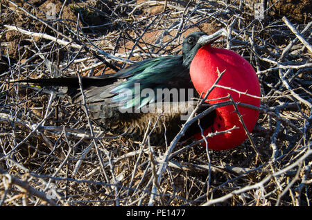 Male Magnificent frigate bird with inflated red throat pouch take its turn sitting on nest made of dry twigs on island in Galapagos. Stock Photo