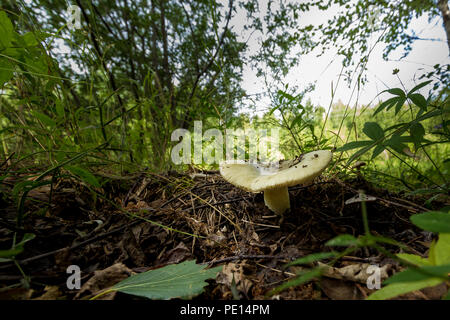 Lonely growing mushroom in dense grass against the background of fallen leaves of last year and dry branches Stock Photo