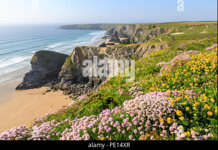 Bedruthan Steps on the North Coast of Cornwall.  Cliffs are covered in sea pinks or thrift Stock Photo
