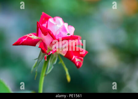 Red rose in the garden with partly withered petals close Stock Photo