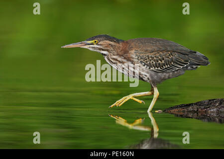 Juvenile Green Heron (Butorides virescens) stalking its prey  in a shallow river - Ontario, Canada Stock Photo