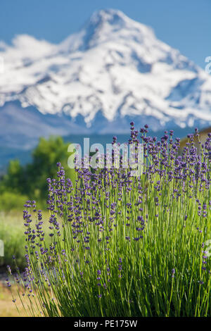 Early season lavender blooms in Lavender Valley, just outside of Hood River, Oregon. Mount Hood is seen in the distance. Stock Photo