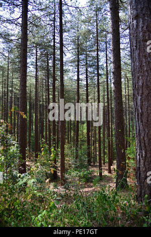 dunes and pine forest at schoorl in the north of netherland Stock Photo ...