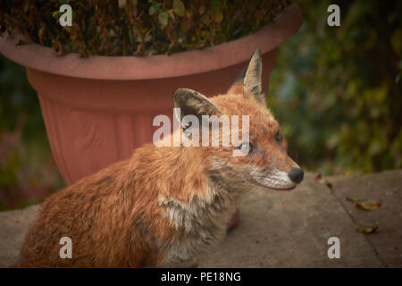 Landscapes , Flowers and wildlife Stock Photo