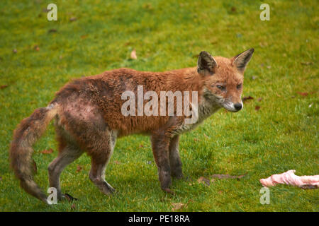 Urban wild fox in back garden, fox, sick animal, wild animal, fox with skin problem,, hungry fox Stock Photo