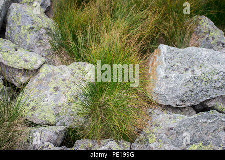 Juncus trifidus -highland rush on the Sharr mountain, Piribeg summit on Kosovo Stock Photo