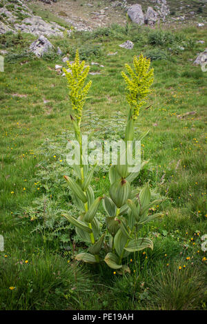 Green flowers of false helleborine plants - Veratrum album / lobelianum on the Sharr mountain, Piribeg summit on Kosovo Stock Photo