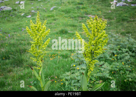 Green flowers of false helleborine plants - Veratrum album / lobelianum on the Sharr mountain, Piribeg summit on Kosovo Stock Photo
