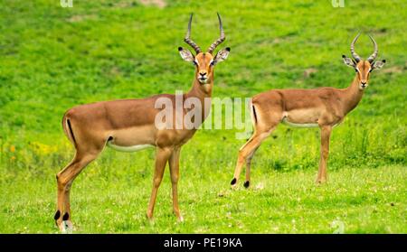 Deers In Jungle (Nature) Stock Photo