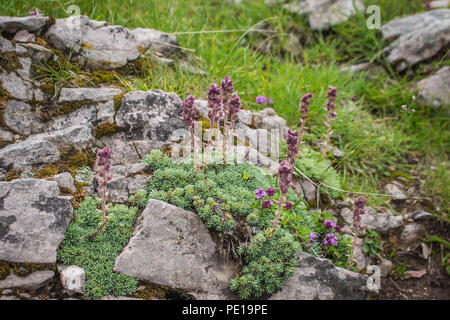 Saxifraga sempervivum on the rocks on the Sharr mountain, Piribeg summit on Kosovo Stock Photo