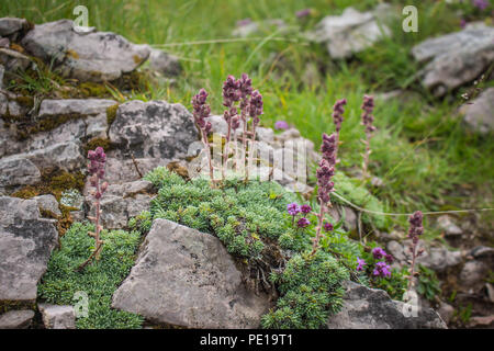 Saxifraga sempervivum on the rocks on the Sharr mountain, Piribeg summit on Kosovo Stock Photo