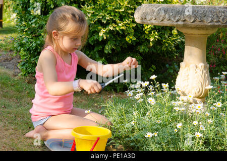 young girl child gardening cutting dead flowers, dead-heading, daisies, scissors, five years old, UK summer. Stock Photo