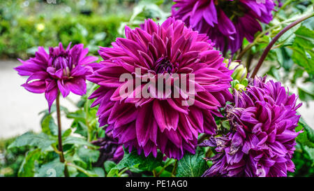 Dahlia Lavender Perfection 1. Stock Photo