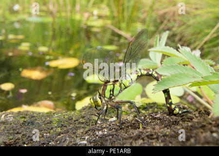 Southern Hawker dragonfly, Aeshna cyanea,  female layiong eggs in moss on stone in wildlife pond, July, Sussex, UK. Stock Photo