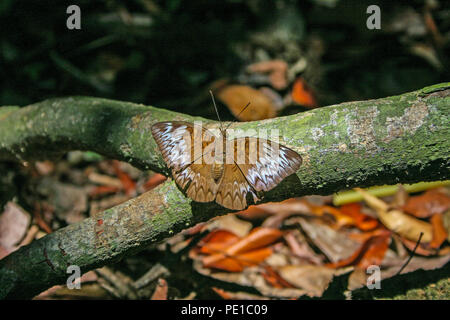 Tanaecia pelea pelea (Malay Viscount) butterfly, Penang, Malaysia Stock Photo