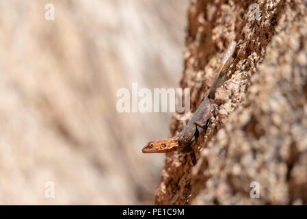 Close up portrait of agama lizard on rock with text space and soft brown background Stock Photo