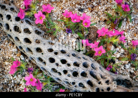 Purple Mat (Nama demissum) and decayed Cholla cactus branch. Anza Borrego Desert State Park, California Stock Photo