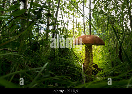 Lonely growing mushroom in dense grass against the background of fallen leaves of last year and dry branches Stock Photo