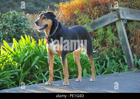 A young Huntaway dog on a lifestyle property Stock Photo