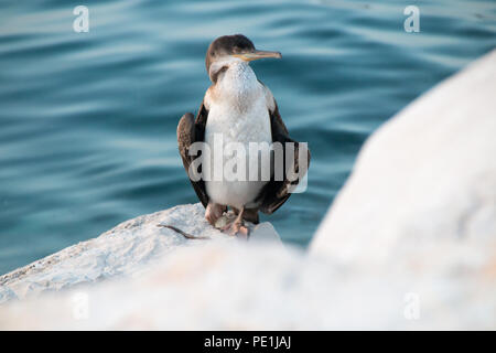 A small Cormoran  sleeps on the banks of the Adriatic Sea in the evening sun. Stock Photo