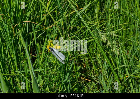 The insect pest American white butterfly, Black-veined White, Aporia crataegi or Hyphantria cunea on the yellow flower, district Marchaevo, Sofia, Vit Stock Photo