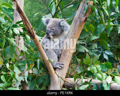 Cute koala Phascolarctos cinereus on tree branch from Australia Stock Photo