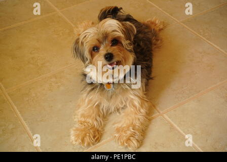 A close-up of a cute and fluffy little brown dog,  Morkie, lying on a ceramic floor and looking up , beige background Stock Photo