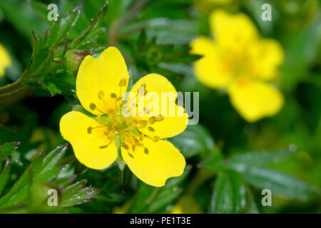 Tormentil (potentilla erecta), close up of a single flower with another in the background. Stock Photo