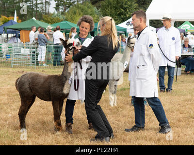 A female judge inspecting an alpaca with handlers in white coats at the annual Ellingham and Ringwood Agricultural Society Show in the rural west of Hampshire. Stock Photo