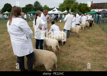 Ellingham, Ringwood, New Forest, Hampshire, England, UK, 11th August 2018. Sheep owners line up with their animals to await judging at the annual Ellingham and Ringwood Agricultural Society Show in the rural west of the county. Stock Photo